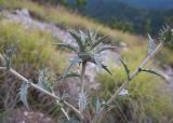 Carthamus glaucus. Верхушка растения с развивающимся соцветием. Краснодарский край, м/о г. Новороссийск, гора Большой Маркотх, каменистый осыпной склон. 22.06.2014.