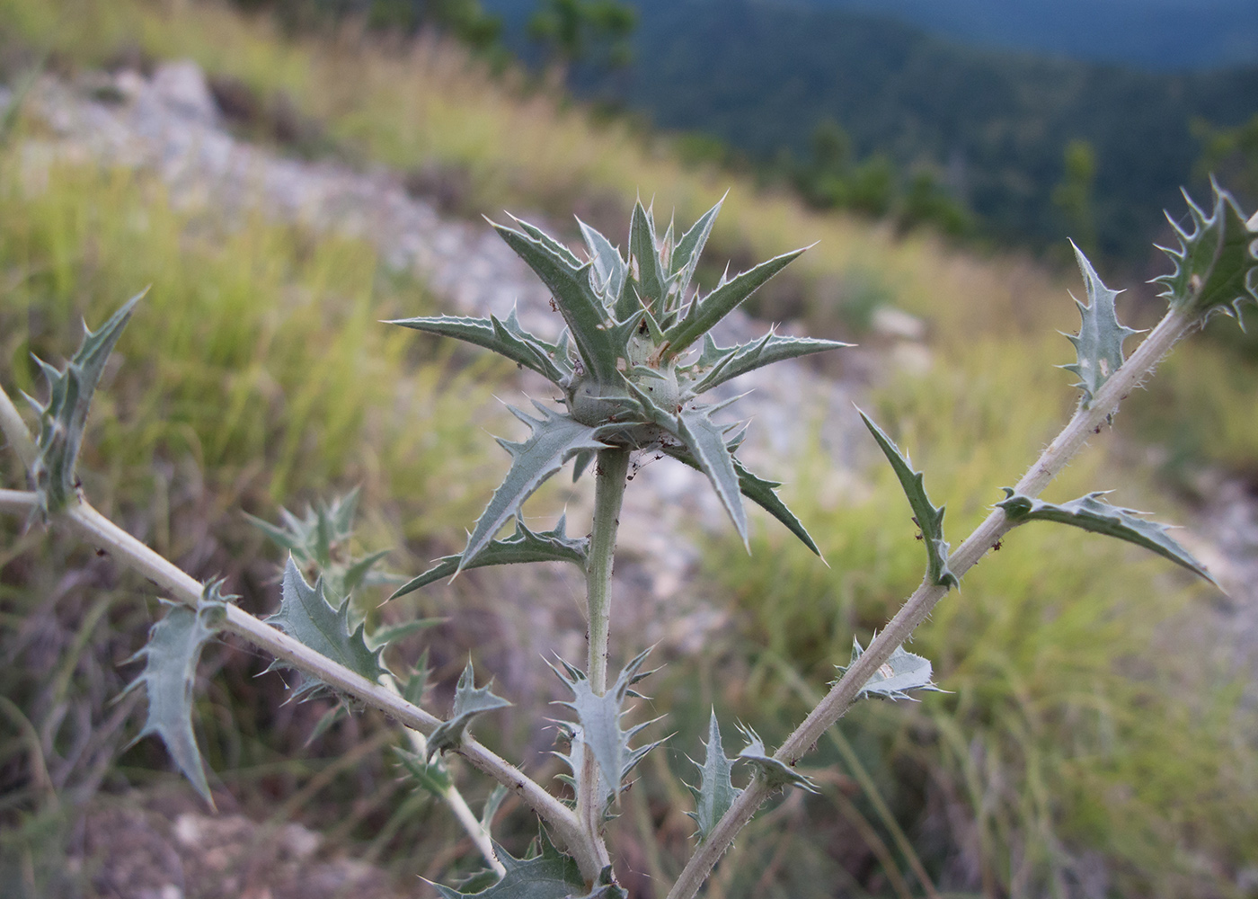 Изображение особи Carthamus glaucus.