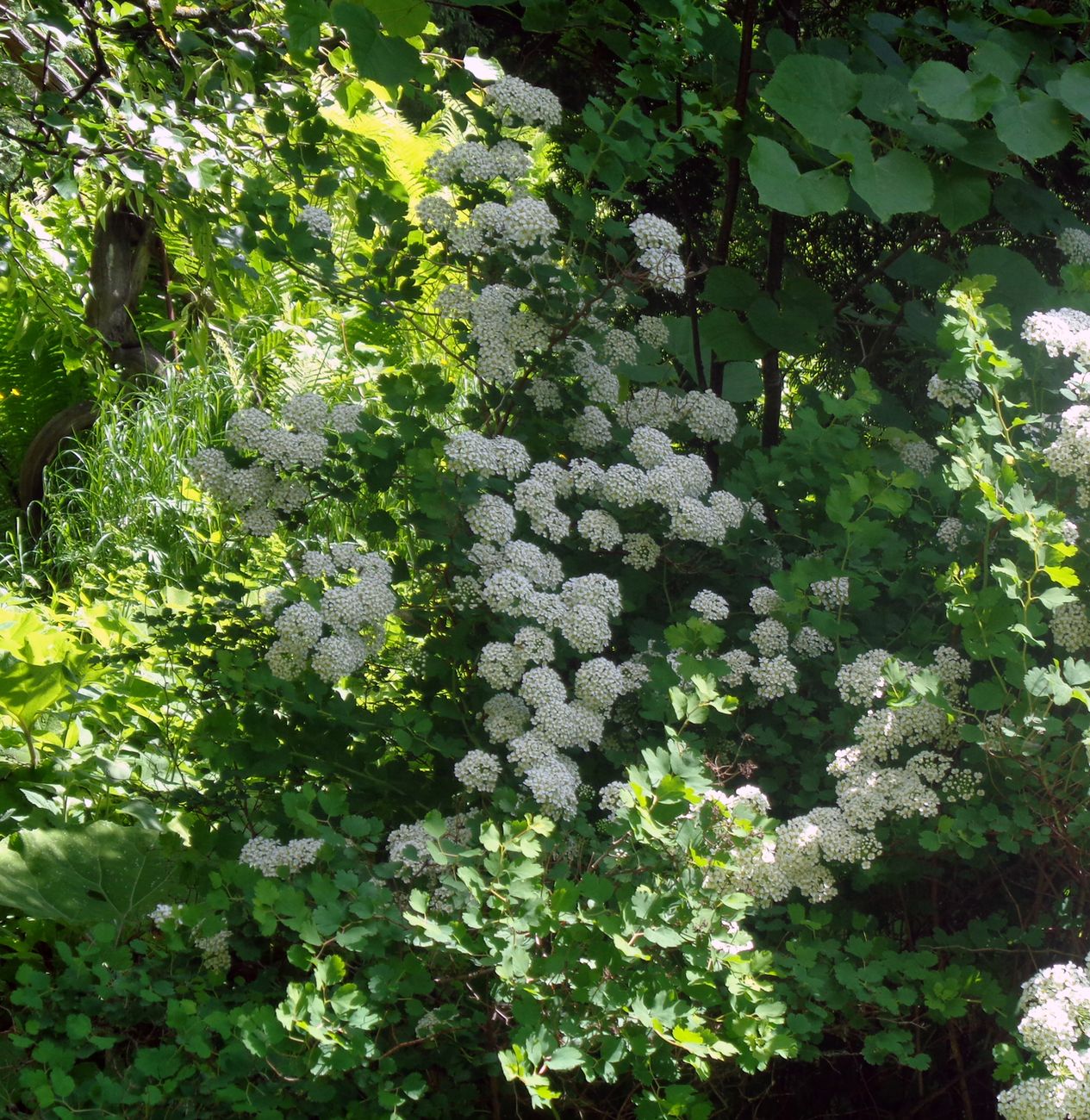 Изображение особи Spiraea trilobata.