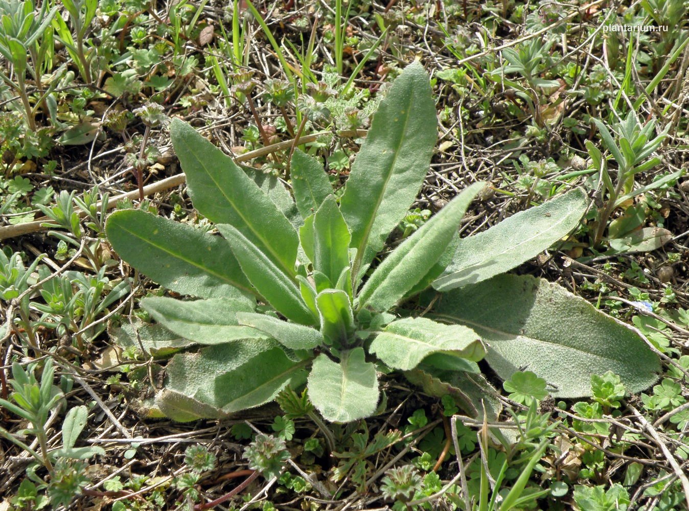 Image of Hesperis matronalis specimen.