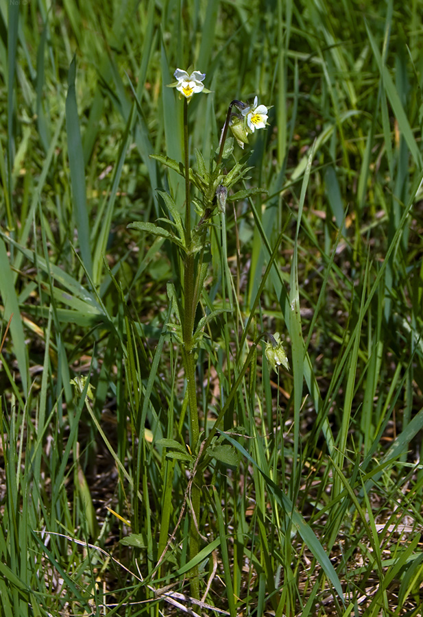 Изображение особи Viola arvensis.