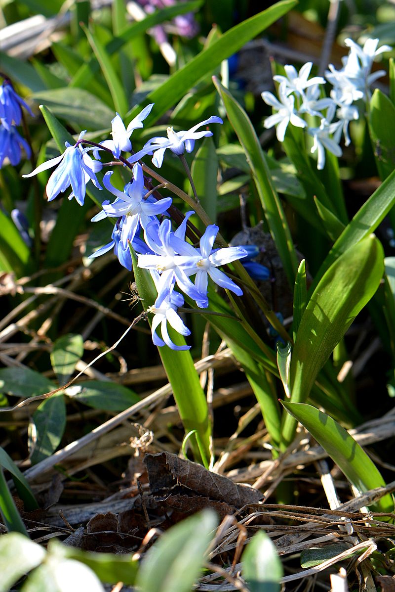 Изображение особи Chionodoxa luciliae.