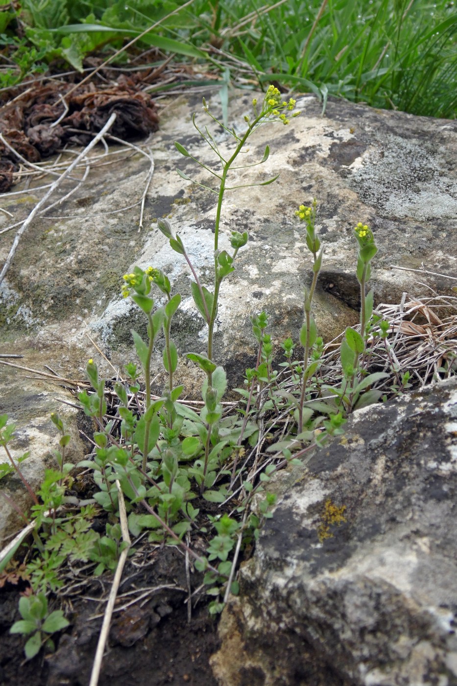 Image of Draba nemorosa specimen.