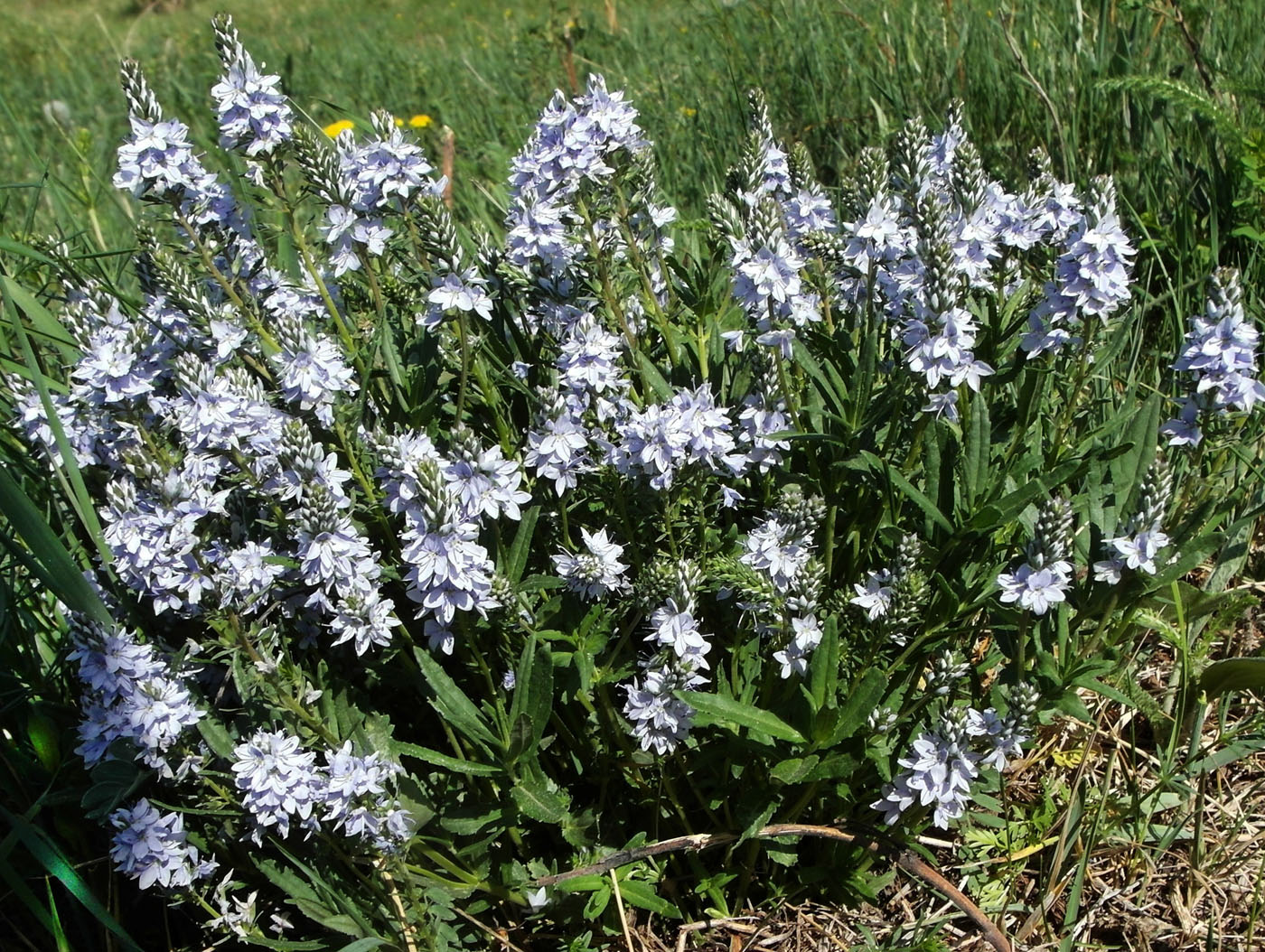 Image of Veronica prostrata specimen.