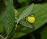 Calceolaria engleriana. Верхушка побега с повреждённым листом и цветком. Перу, регион Куско, провинция Урубамба, обочина дороги к археологическому комплексу. 16.10.2019.