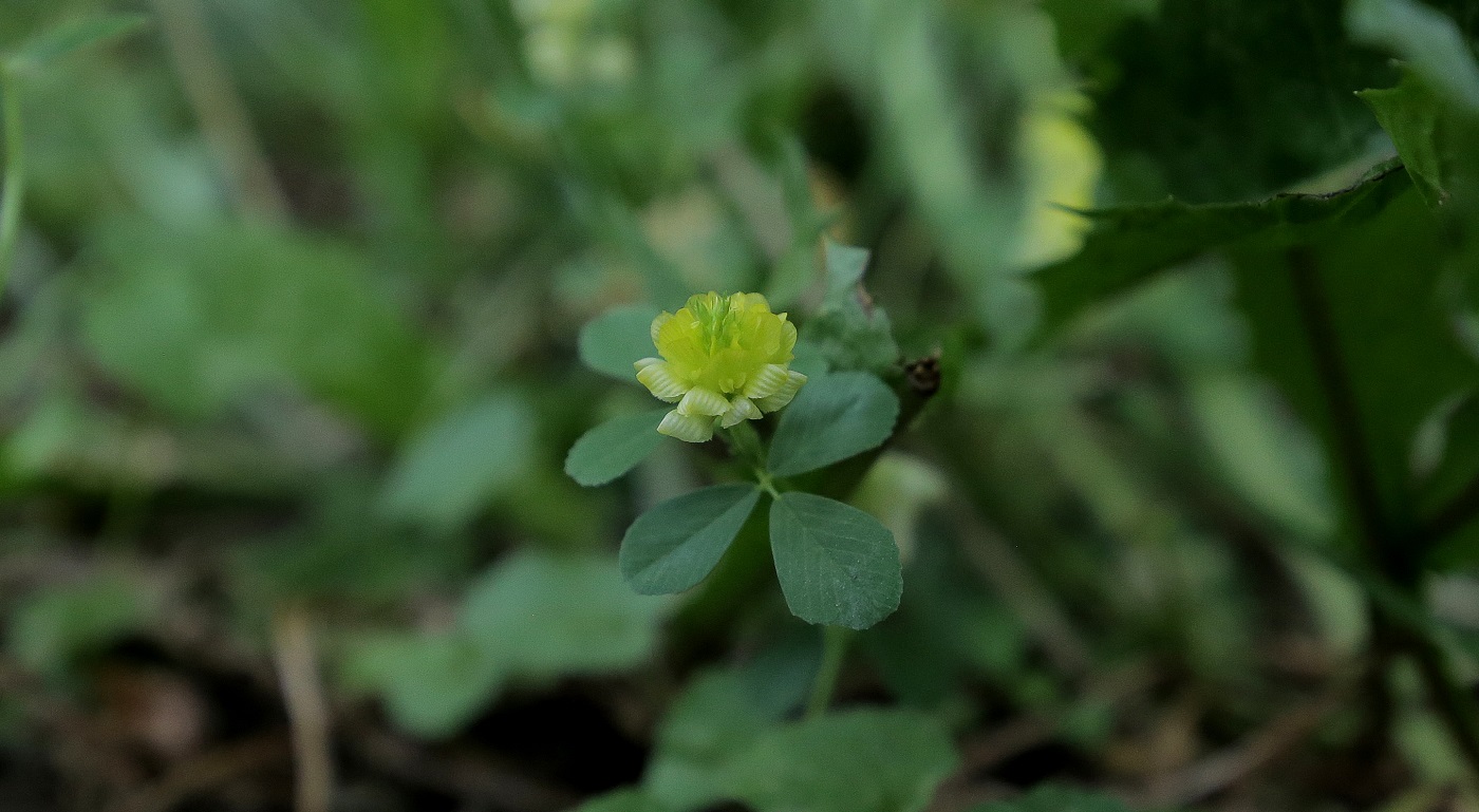 Image of Trifolium karatavicum specimen.