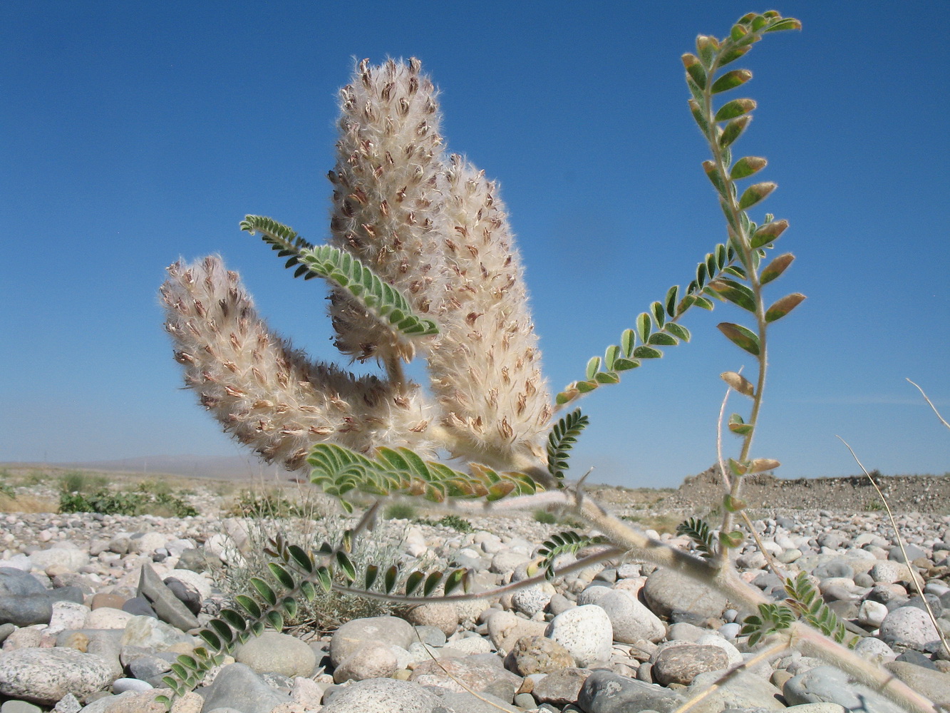 Изображение особи Astragalus alopecias.