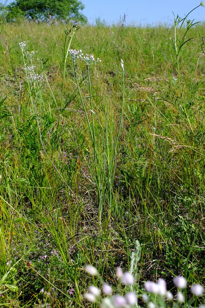 Image of genus Allium specimen.