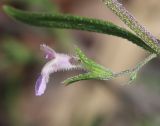 Satureja hortensis. Цветок с дыркой в венчике, проделанной осой Leptochilus limbiferus. Краснодарский край, м/о г. Новороссийск, окр. с. Широкая Балка, отвал грунта на обочине дороги. 10 июля 2021 г.