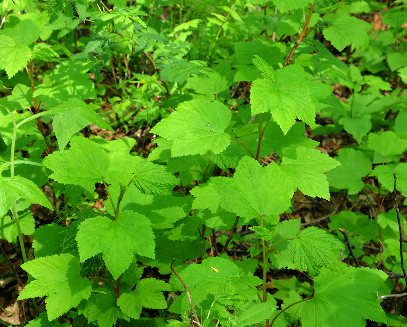 Image of Ribes palczewskii specimen.