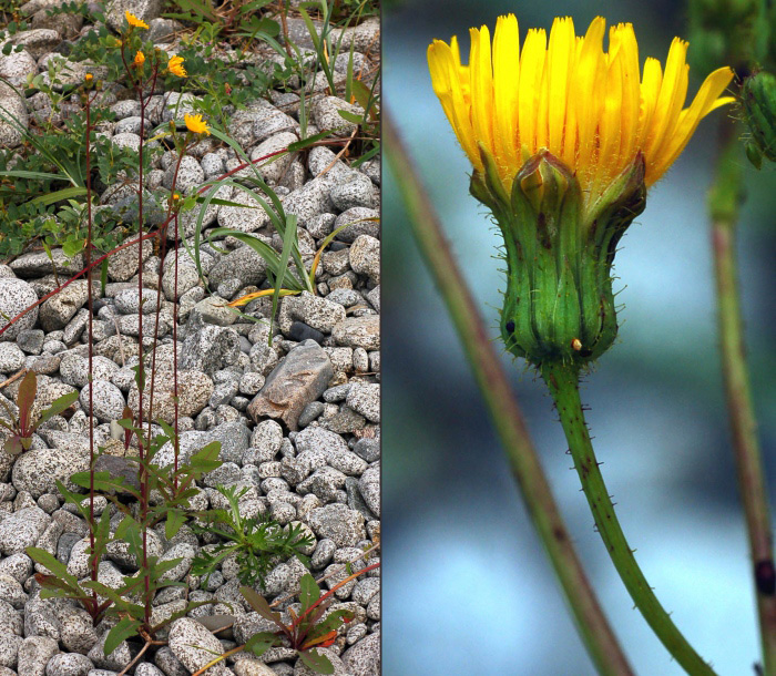 Изображение особи Sonchus arvensis.