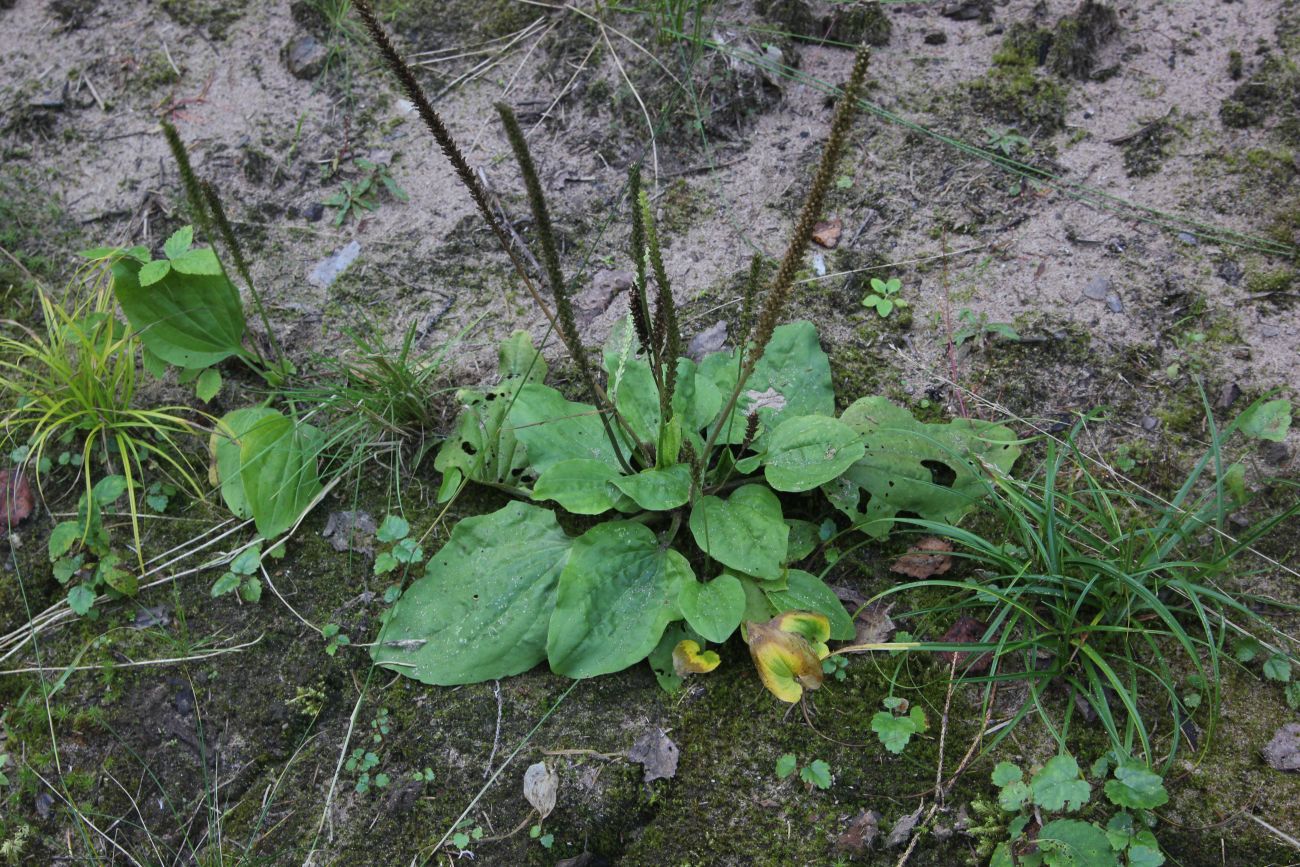 Изображение особи Plantago major.