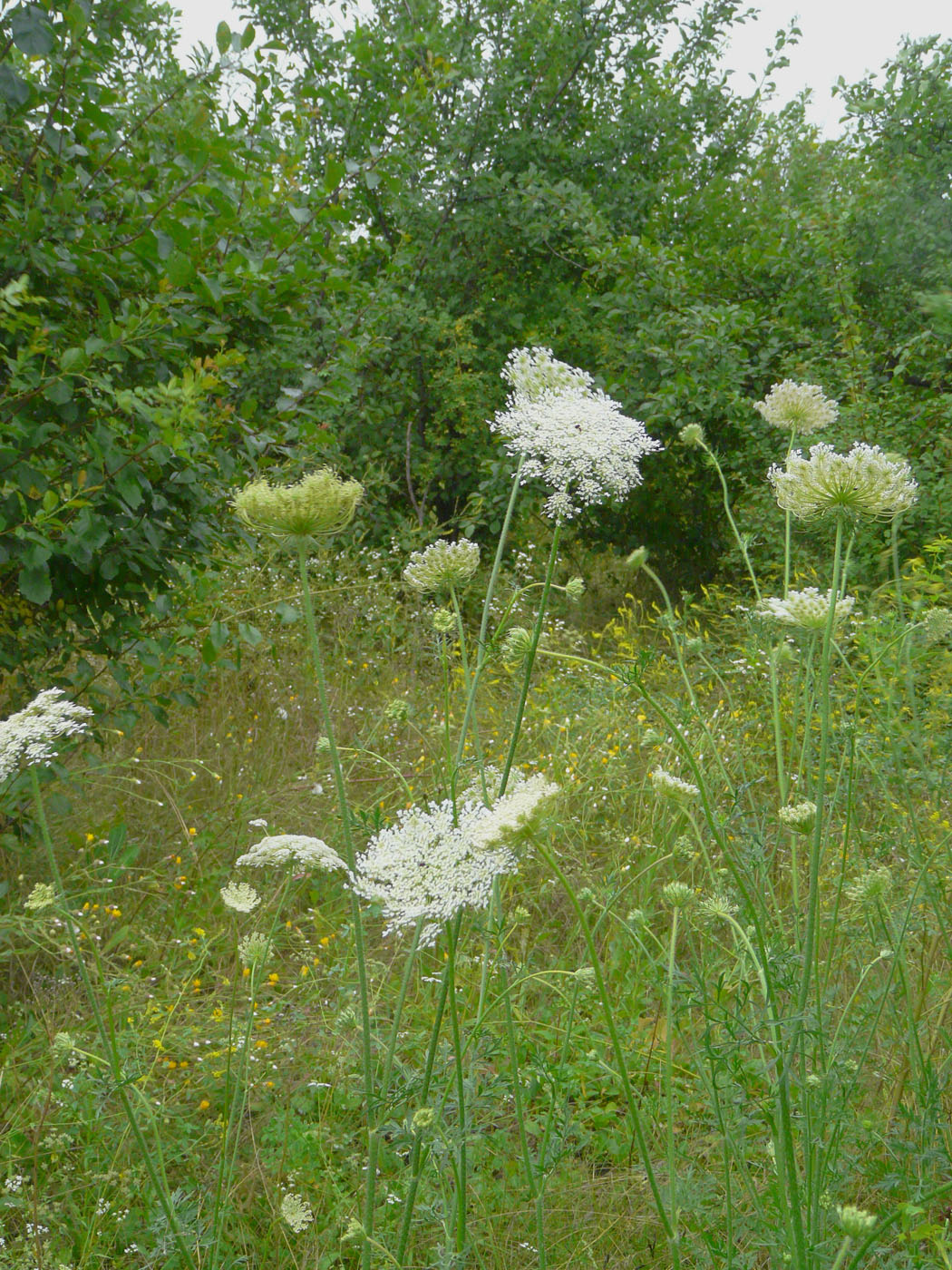 Image of Daucus carota specimen.