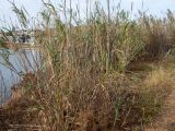 Arundo donax