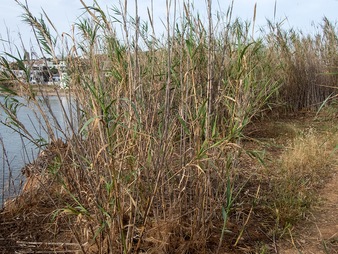 Изображение особи Arundo donax.