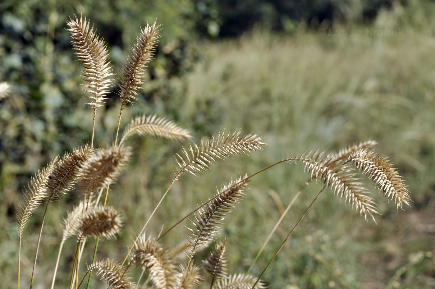 Image of Agropyron pectinatum specimen.