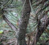 Pinus leucodermis