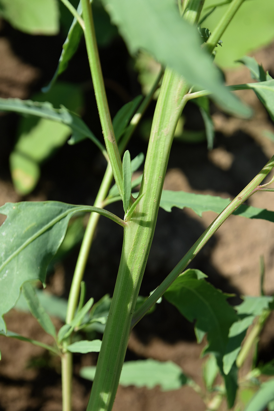 Image of genus Atriplex specimen.