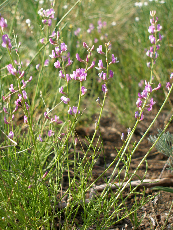 Image of Astragalus tenuifolius specimen.