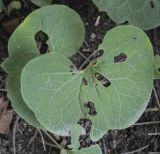 Asarum canadense. Листья, повреждённые насекомыми. Москва, Аптекарский огород, теневой сад, в культуре. 03.09.2021.