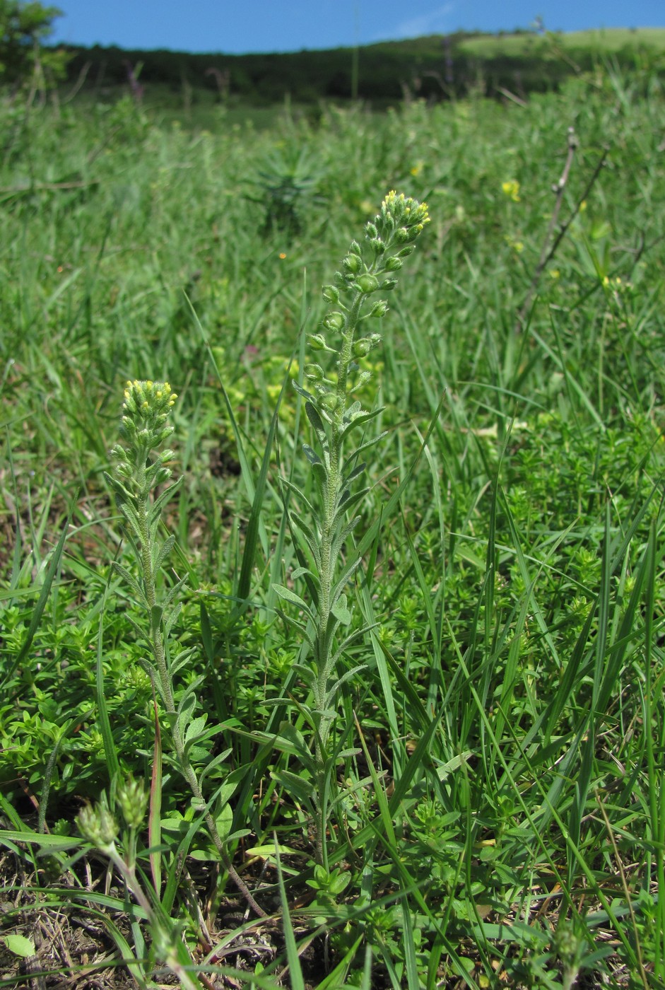 Image of Alyssum alyssoides specimen.