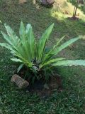 Asplenium nidus. Взрослое растение. Таиланд, о-в Пхукет, территория отеля, в озеленении. 01.03.2019.