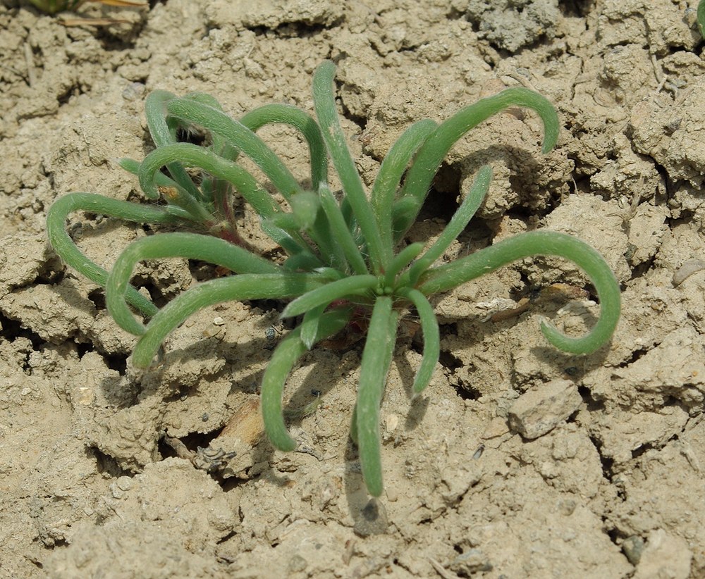 Image of genus Petrosimonia specimen.