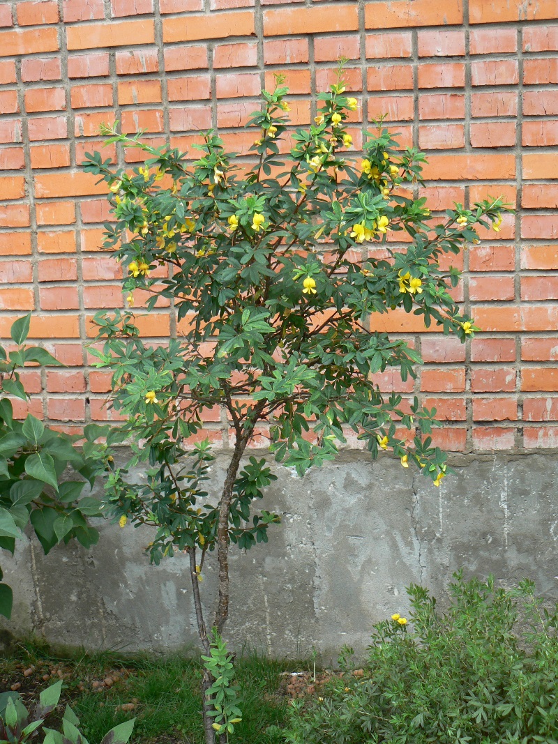 Image of Caragana ussuriensis specimen.