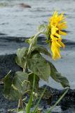 Helianthus annuus. Верхушка цветущего растения. Ленинградская обл., Кингисеппский р-н, окр. дер. Урмизно, берег Финского залива, песчаный пляж, зона заплеска. 22.08.2021.