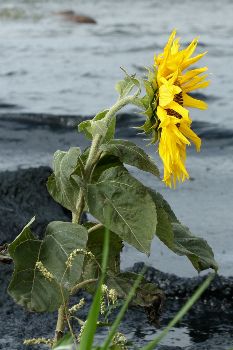 Image of Helianthus annuus specimen.