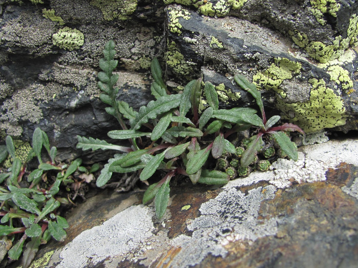Image of Jurinea filicifolia specimen.