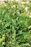 Camelina sylvestris