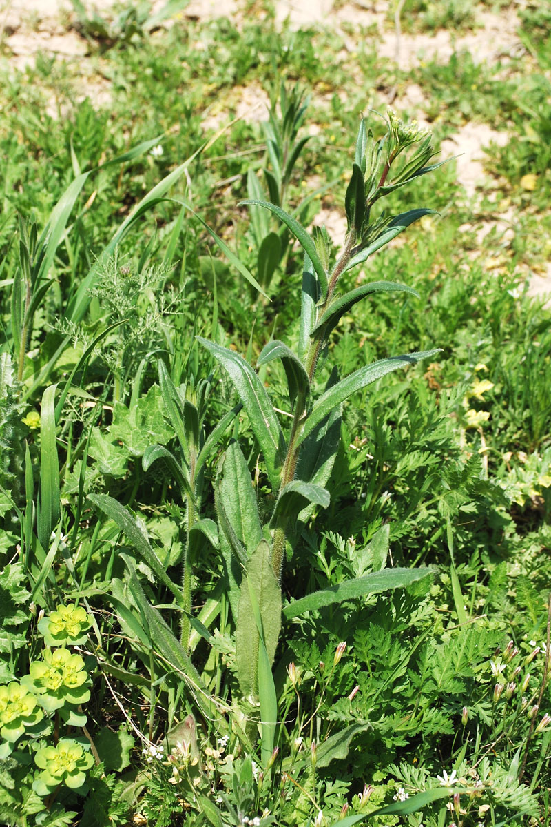 Image of Camelina sylvestris specimen.