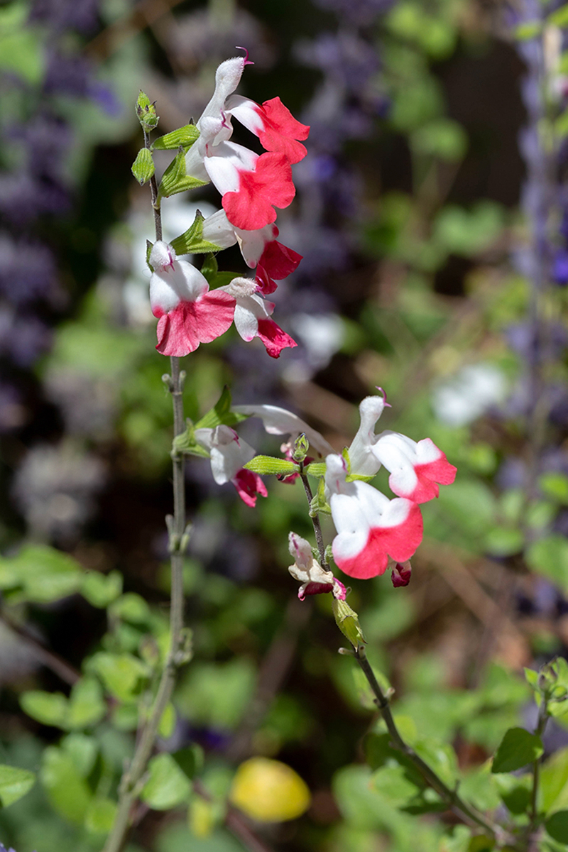 Image of Salvia microphylla specimen.