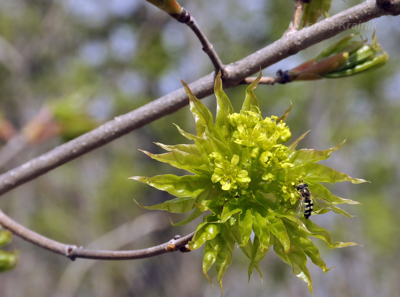 Image of Acer mono specimen.