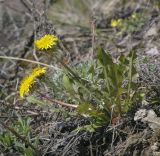 genus Taraxacum. Цветущее растение. Пермский край, Кунгурский р-н, ур. Подкаменная гора, крутой разнотравный луг. 06.05.2022.