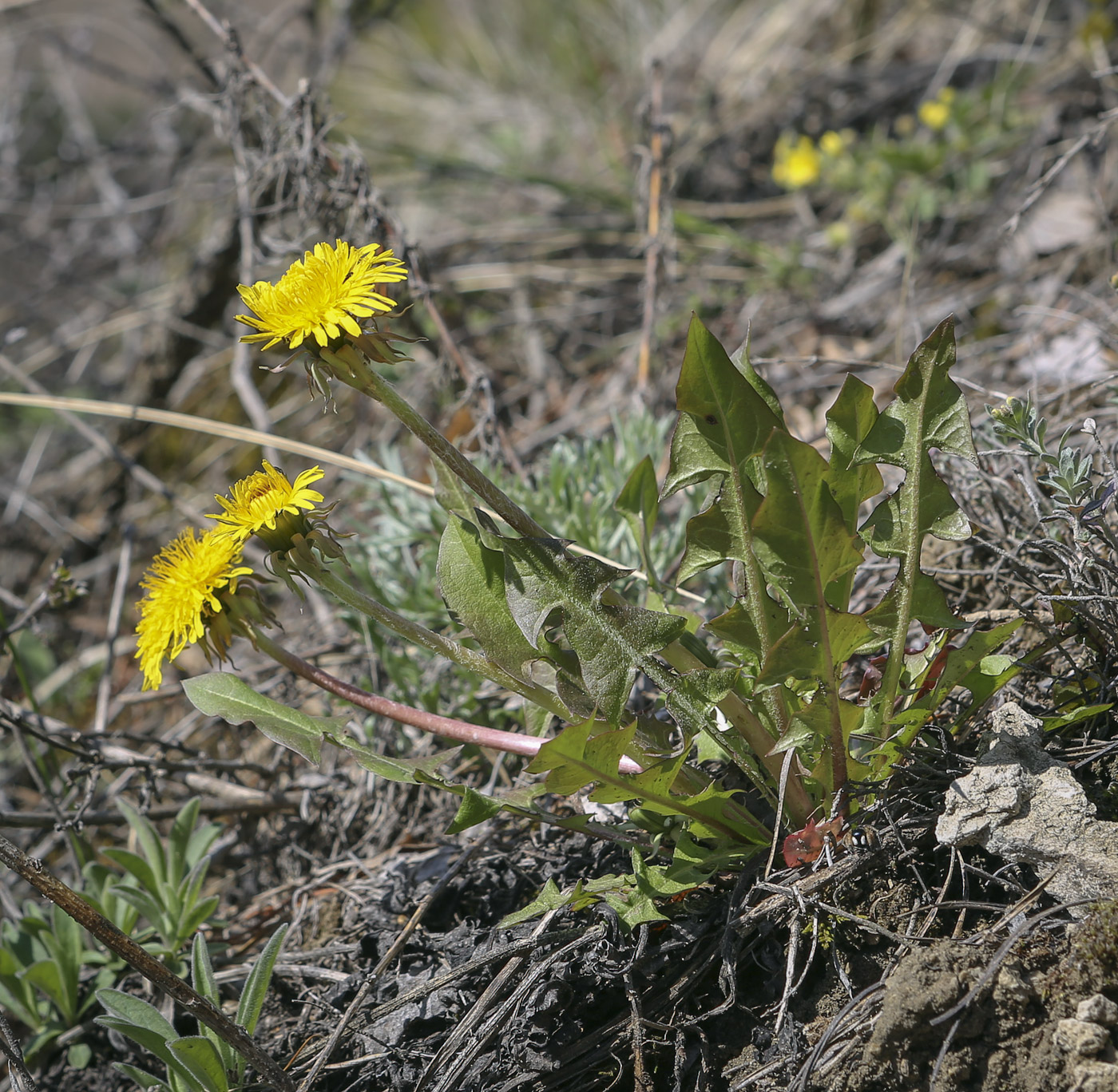 Изображение особи род Taraxacum.