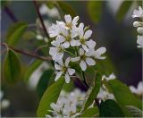 Amelanchier spicata