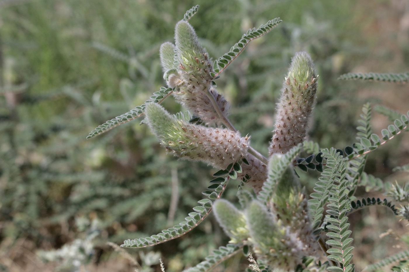 Image of Astragalus alopecias specimen.