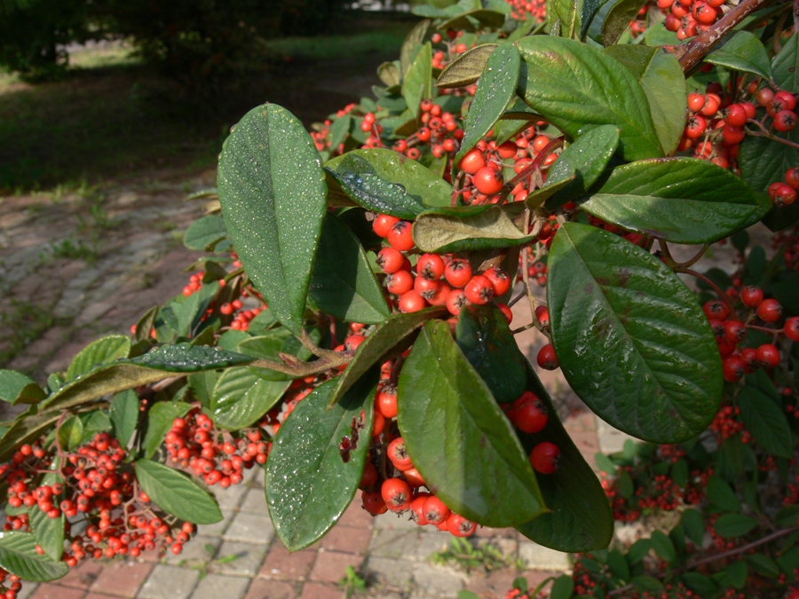 Изображение особи род Cotoneaster.