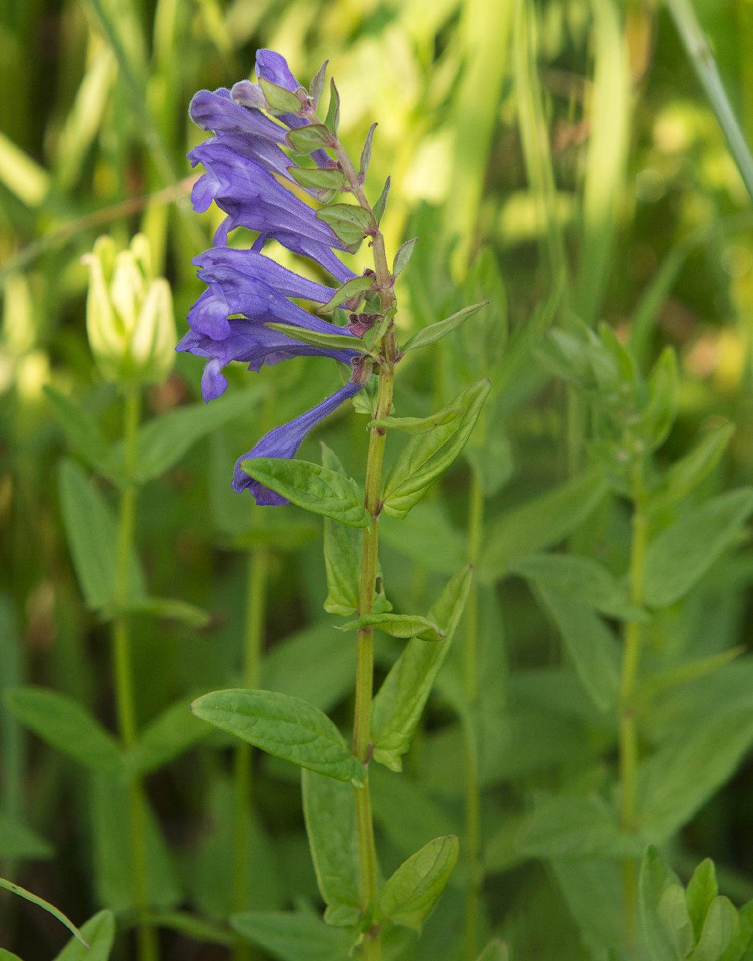 Image of Scutellaria hastifolia specimen.