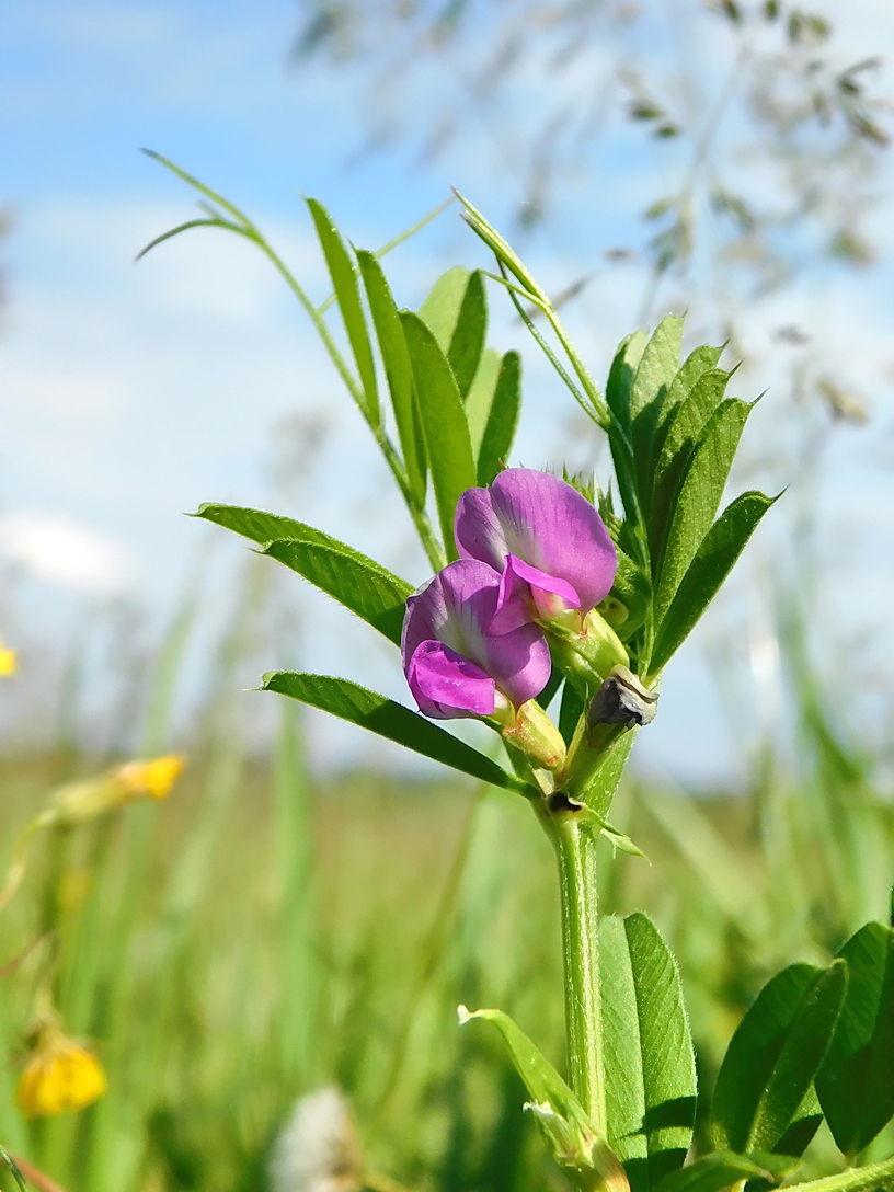 Image of Vicia angustifolia specimen.