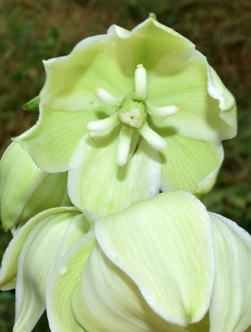 Image of genus Yucca specimen.