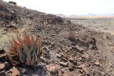 genus Aloe