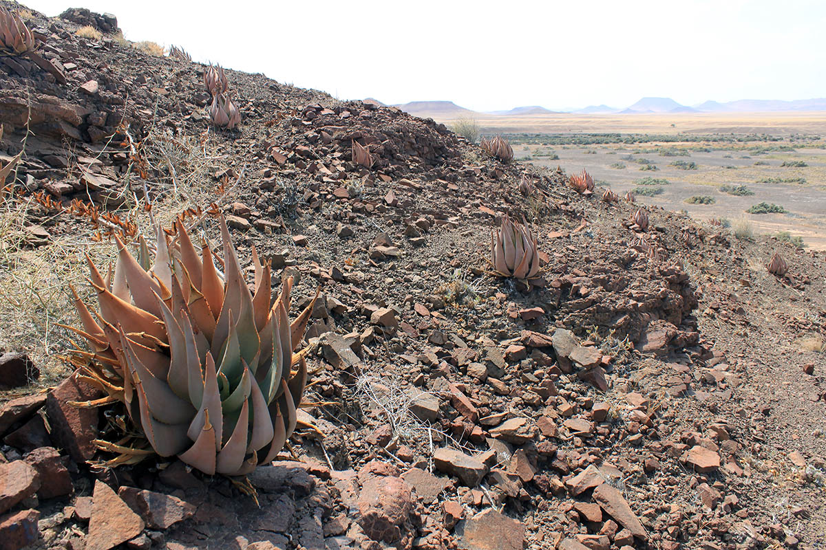 Image of genus Aloe specimen.