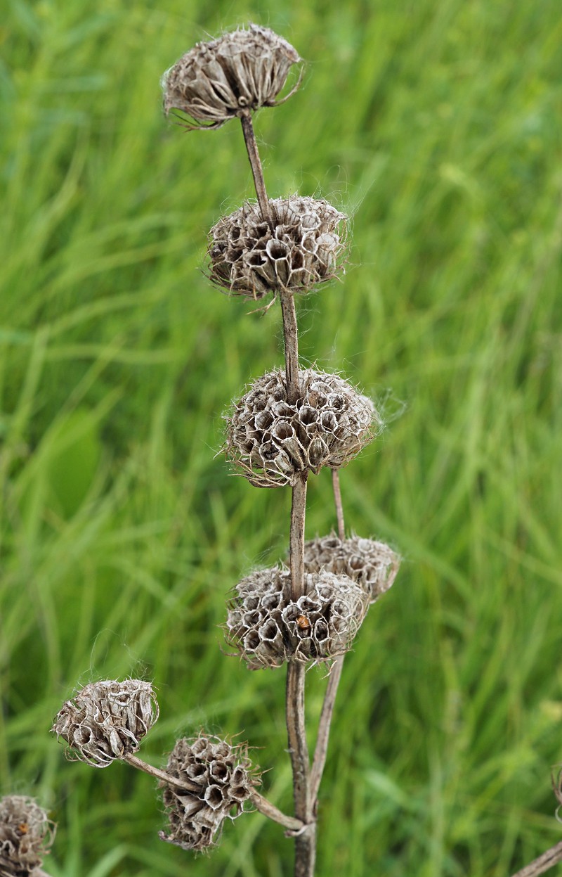 Image of Phlomoides tuberosa specimen.