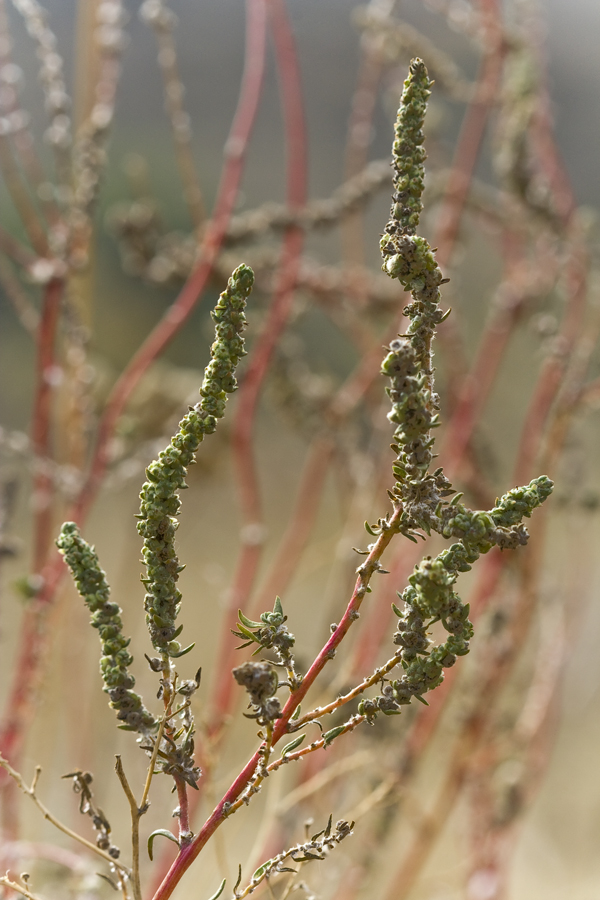 Изображение особи Bassia prostrata.