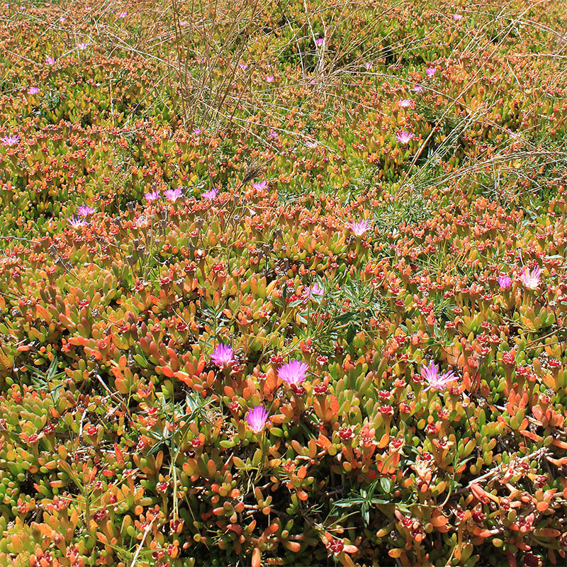 Image of Disphyma crassifolium ssp. clavellatum specimen.