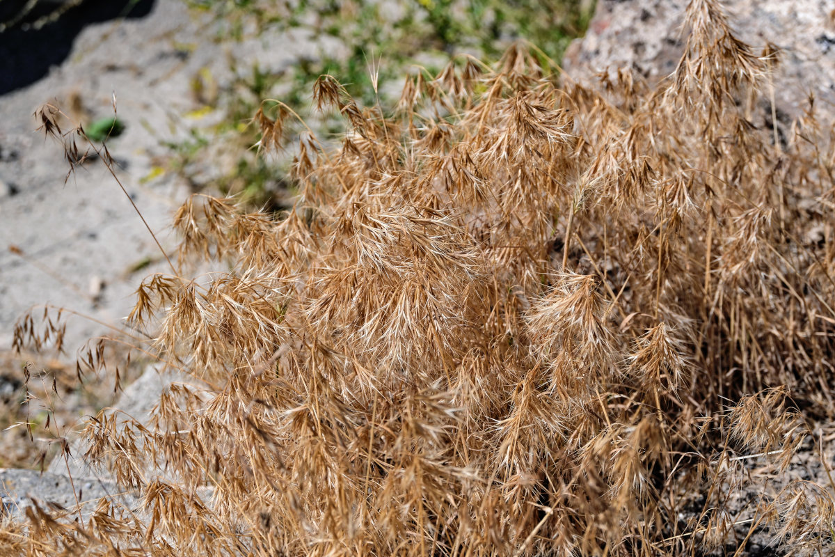 Image of Anisantha tectorum specimen.