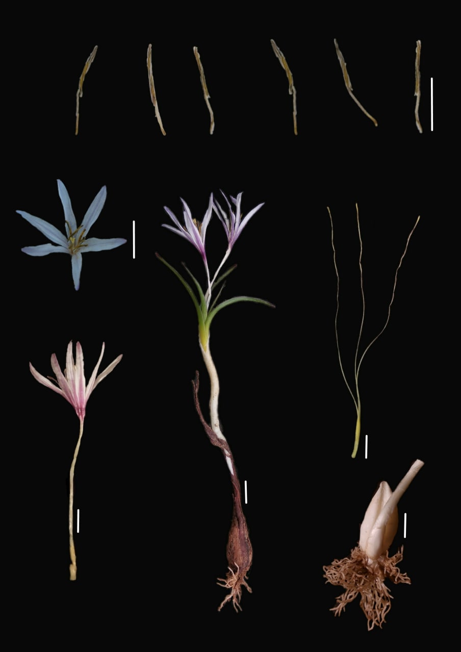Image of Colchicum kesselringii specimen.